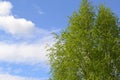 Spring greens - a branch of young leaves of a birch against the blue sky. Spring sky through branches of a birch Royalty Free Stock Photo