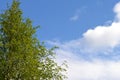 Spring greens - a branch of young leaves of a birch against the blue sky. Spring sky through branches of a birch Royalty Free Stock Photo