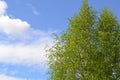 Spring greens - a branch of young leaves of a birch against the blue sky. Spring sky through branches of a birch Royalty Free Stock Photo