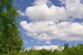 Spring greens - a branch of young leaves of a birch against the blue sky. Spring sky through branches of a birch Royalty Free Stock Photo