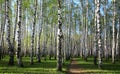 Spring greens in the evening birch grove Royalty Free Stock Photo