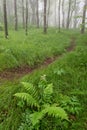 Spring greens, foggy forest, North Carolina Royalty Free Stock Photo