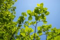 Spring greens. Foliage of birch with the rays of the sun. For background. Royalty Free Stock Photo