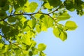 Spring greens. Foliage of birch with the rays of the sun. For background. Royalty Free Stock Photo