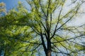 Spring greens on a tree at Monticello, Virginia. Royalty Free Stock Photo