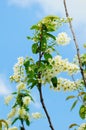 Spring greeting card, blossom bird cherry.