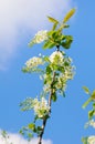 Spring greeting card, blossom bird cherry.