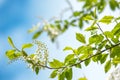 Spring greeting card, blossom bird cherry. Close-up of a turtle