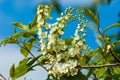 Spring greeting card, blossom bird cherry. Close-up of a turtle