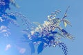 Spring greeting card, blossom bird cherry. Close-up of a turtle