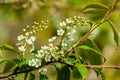 Spring greeting card, blossom bird cherry. Close-up of a turtle