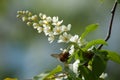 Spring greeting card, blossom bird cherry. Close-up of a turtle