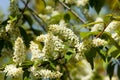 Spring greeting card, blossom bird cherry. Close-up of a turtle