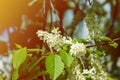 Spring greeting card, blossom bird cherry. Close-up of a turtle