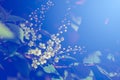 Spring greeting card, blossom bird cherry. Close-up of a turtle