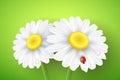 Spring greeting card. Ladybug creeps on the flowers. Realistic chamomile. Glares bokeh. Seasonal flyer for your design. Vector Royalty Free Stock Photo