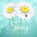 Spring greeting card. Ladybug creeps on the flowers. Realistic chamomile. Glares bokeh. Seasonal flyer for your design. Vector Royalty Free Stock Photo