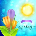Spring greeting card with yellow and violet crocuses Royalty Free Stock Photo