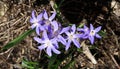 Spring greeting - first blue Asterisks blooming