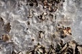 Spring ground covered with thawing snow