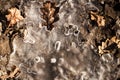 Spring ground covered with thawing snow