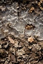 Spring ground covered with thawing snow