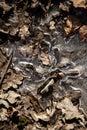 Spring ground covered with thawing snow