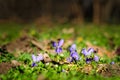 Spring ground violets flowers Royalty Free Stock Photo