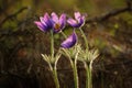 Spring grouse