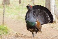 Spring, grouse on a lek