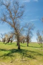 diversifolia Schrenk, Populus euphratica, Euphrates Poplar, po Royalty Free Stock Photo