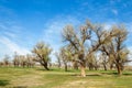 diversifolia Schrenk, Populus euphratica, Euphrates Poplar, po Royalty Free Stock Photo