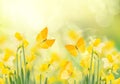 spring growing daffodils in garden Royalty Free Stock Photo