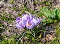 Spring growing flowers and nature that comes alive. Purple Crocus Flowers, saffron in Spring Royalty Free Stock Photo