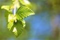 Spring growing green birch leaves close up Royalty Free Stock Photo