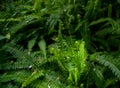 Spring growth fern Royalty Free Stock Photo