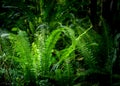 Spring growth fern Royalty Free Stock Photo