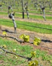 Spring Growth on Sauvignon Blanc Vines in Marlborough, New Zealand