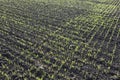 Spring growth in wheat paddock