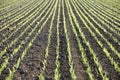 Spring growth in wheat paddock