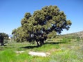 Spring in Gudar mountains Teruel Aragon Spain