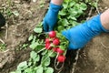 Spring harvest of red radish. Garden bed with radishes. Harvesting. Hands in gloves Royalty Free Stock Photo