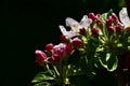 Apple blossoms on a tree plant Royalty Free Stock Photo
