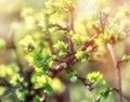 Fresh young spring leaves on branch lit by sunlight - sunbeams Royalty Free Stock Photo