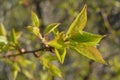 Spring has come again and cherry blossomed Royalty Free Stock Photo