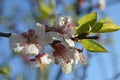 Spring has come again and cherry blossomed Royalty Free Stock Photo