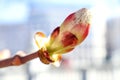 Spring has come: a blossoming bud against a blue spring sky, close-up, space for text Royalty Free Stock Photo