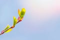 Spring has come, the first green. Nature wakes up. Dissolve the first leaves on the branches. Royalty Free Stock Photo