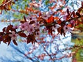 Spring. The trees are blooming. Royalty Free Stock Photo