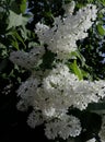 Spring has come. The lilac bloomed Royalty Free Stock Photo